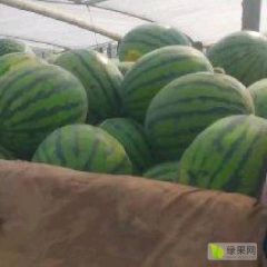 河北保定甜王西瓜已大量上市