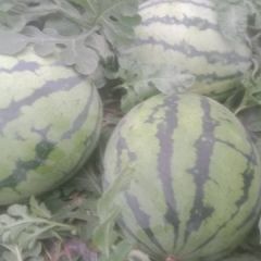 甜王西瓜！大量上市