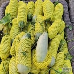 万亩基地博洋9/61大量热销，口感甜脆