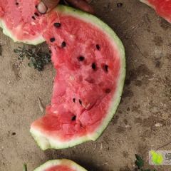 明村西瓜大量上市了