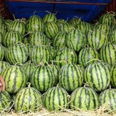 产地直销，原棚无子美都，质量三包