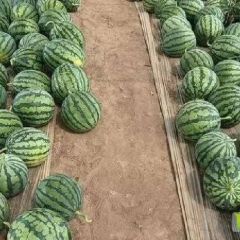 《河南夏邑西瓜供应基地》