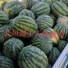 长垣甜王大量供应九成熟以上