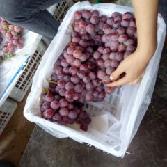 2022年云南宾川葡萄已上市