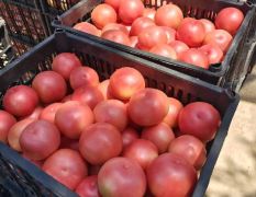 中牟硬粉西红柿大量供货需要的联系18339966308