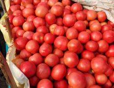 中牟西红柿大量供货中