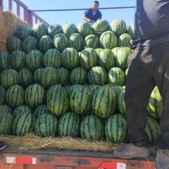 甜王系列品质好