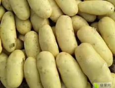 胶州市丰硕家庭农场 马铃薯