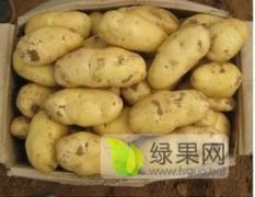 万亩荷兰土豆大量上市（0.6-0.7毛/斤)