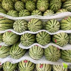 宁夏中卫硒砂瓜，石头缝里蹦出来的瓜