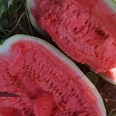 新疆哈密产区，昌吉产区，现大吨位接单，商超，电商，社区团购