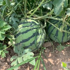 河北省廊坊市霸州市广大发瓜朋友可以联系18595547242