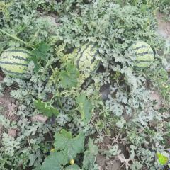 甜王西瓜大量上市 欢迎收购