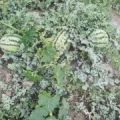 甜王西瓜大量上市 欢迎收购