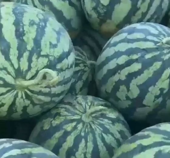 麒麟西瓜价格