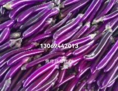 20220622河南焦作紫长茄大量上市中质量好颜色油亮提供各种包