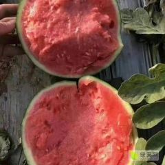 美都西瓜大量供应 品质好 质量优