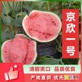 新乐西瓜 品种优良 大棚种植 产地直供 助农产品