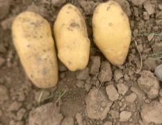 旭淼农场出售大量土豆