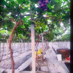 慈溪观海卫镇，昭十三房村葡萄园