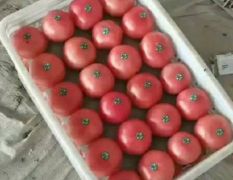 2024年，东昌府西红柿现在订货有惊喜