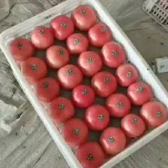 2024年，东昌府西红柿现在订货有惊喜