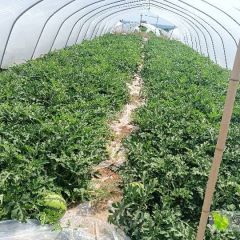 甘肃庆阳万亩美都西瓜15天上市