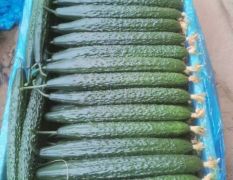 鲁西瓜菜交易市场大量供应优质黄瓜