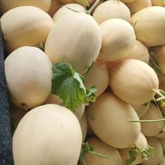 红金蜜量大便宜，收货包装找车一条龙服务