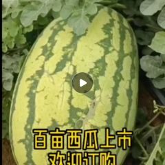 西瓜又大又甜马上上市欢迎订购