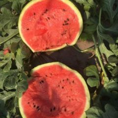 辽宁甜王西瓜 西瓜代办15540566888
