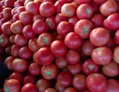 西红柿价格大量下降