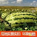 硒砂瓜/宁夏中卫西瓜代收～宁夏中宁西瓜代办
