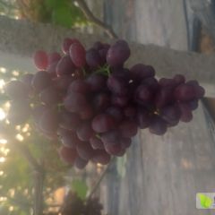 供应巨峰，滕稔葡萄