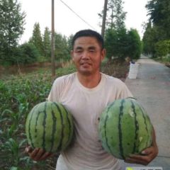 麒麟西瓜批发,量大价优,欢迎各位老板采购15907306770余老板