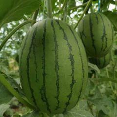 辽宁黑山吊瓜产地专业代办