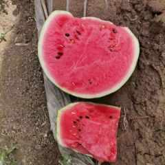 山东省滨州市惠民西瓜大量成熟