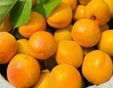 珍珠油杏自然成熟
