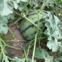 河北省廊坊市霸州市大棚麒麟西瓜，惊心西瓜