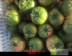 山东省青岛莱西市西红柿大量上市 海丽十一绿柿子