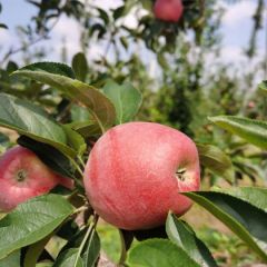 7月份早期鲁丽苹果咨询电话15964366768