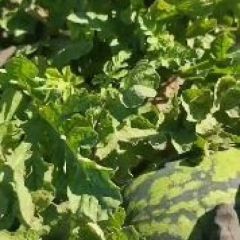 河北清苑精品甜王 露地甜王西瓜大量上市，价格美丽