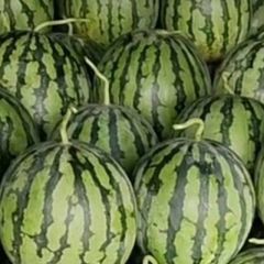 河南西瓜已陆续大量上市了！需要请联系！