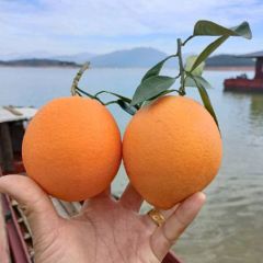 湖南资兴纽荷尔脐橙营养丰富