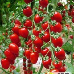 河北阜城圣女果代办