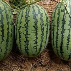 河南夏邑冠龙西瓜大量供应