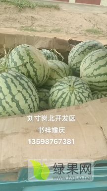 河南开封美都，龙卷风产地直供/代购