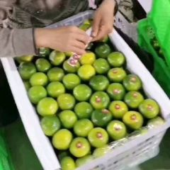 云南特早蜜橘上市