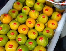 云南蜜橘，直供电商，社团，商超大型批发市场