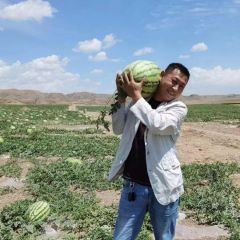 [精选好瓜]宁夏中卫硒砂瓜 瓜品优质 货源齐全